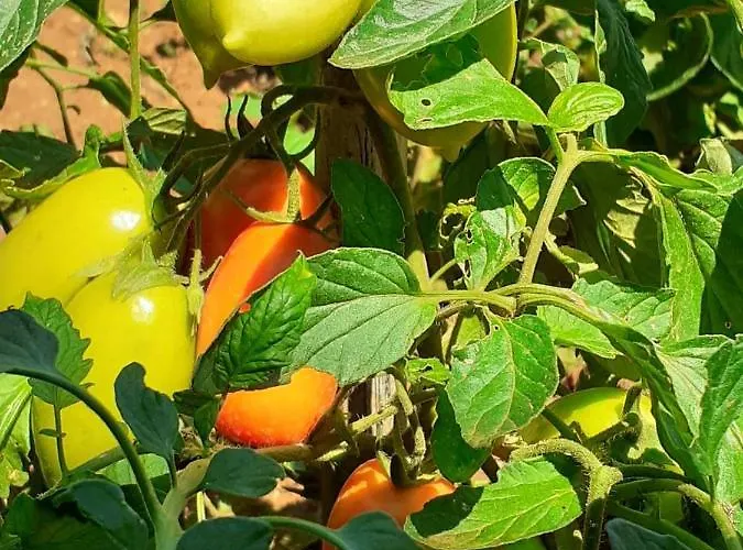 Bowie & Morgan * Porec